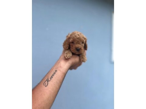 Her renk maltipoo yavrumuzu canlı görebilirsiniz