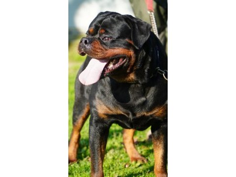 Rottweiler extrem sırbistan timittor