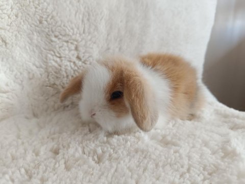 Hollanda lop bebek tavşanlar