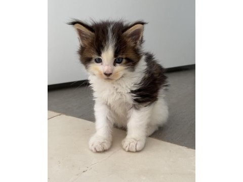 Nadir ve özel renklerde safkan maine coon yurt dışı