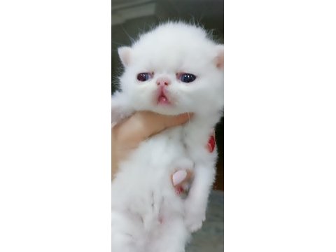 Exotıc shorthaır erkek 