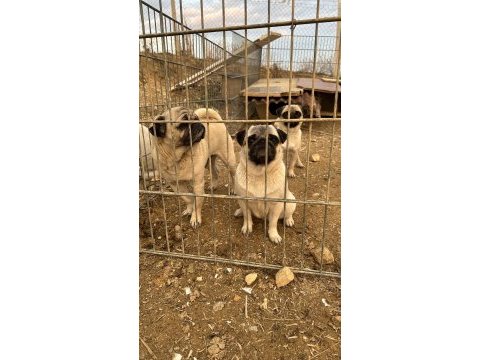 İki dişi ve bir erkek pug