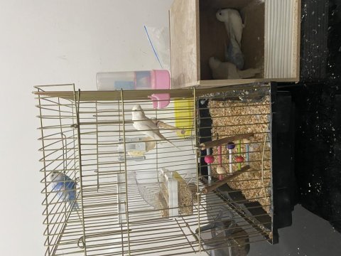 Acil sahiplendirilecek muhabbet kuşlar