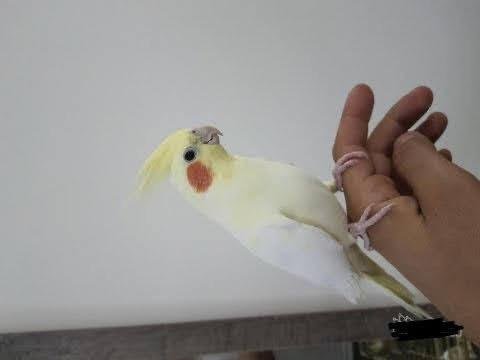 Sevimli sultan papağanlarına yeni bir yuva arıyoruz