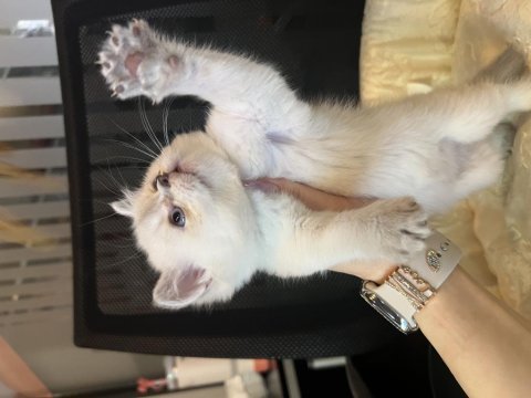 Britsh shorthair blue point yavrular