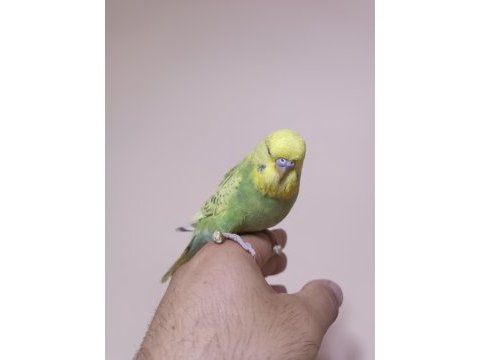 Jumbo muhabbet kuşu yavrular