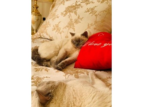 Safkan british blue point dişi erkek 2 kedi