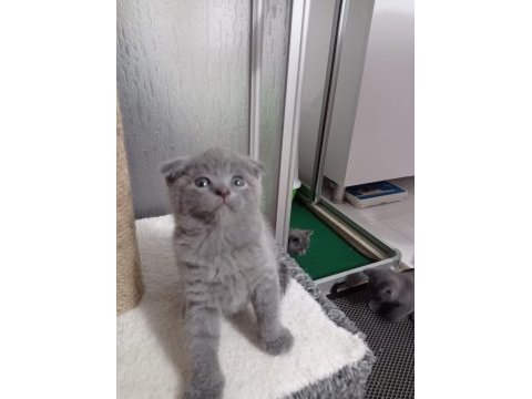 Son 1 yavru scottish fold