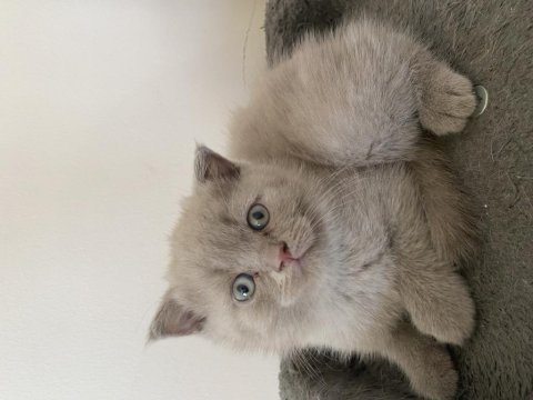 Yavru british shorthair