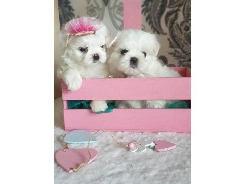 Petmode köpek çiftliğinde kore kan maltese