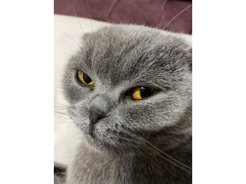 Scottish fold kedimiz 2 yaşında