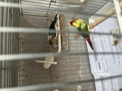 Ağır parçalı parrot ispinozu
