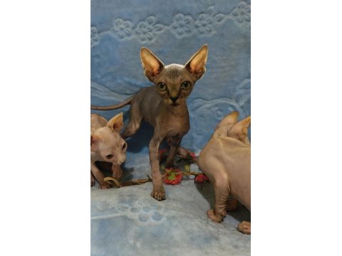 Naked beauty sphynx cattery