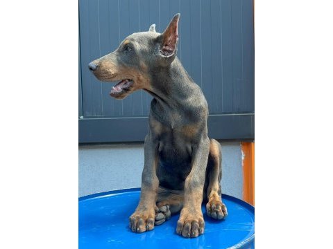 Blue doberman özel seri estetikli