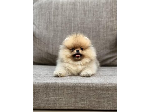 Pomeranian boo ırk garantili