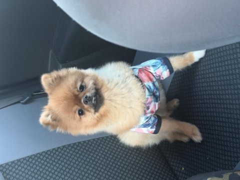 Dişi pomeranian boo aşıları tam 11 aylık