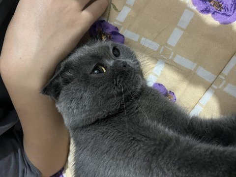 2 yaşında kısırlaştırılmış gri dişi scottish fold