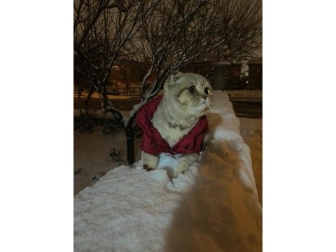 1 yaşında duman gri scottish fold