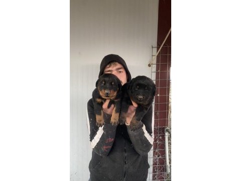 Üst kalite orjinal rottweiler yavruları