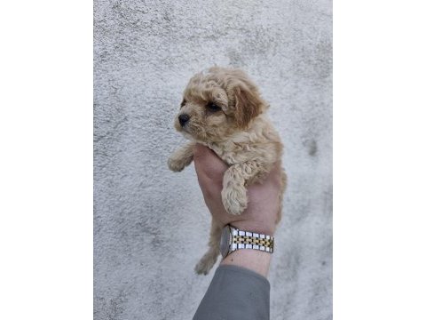Boy kilo garantili maltipoo yavrular izmit
