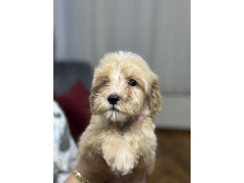 Dev poodle yavruları