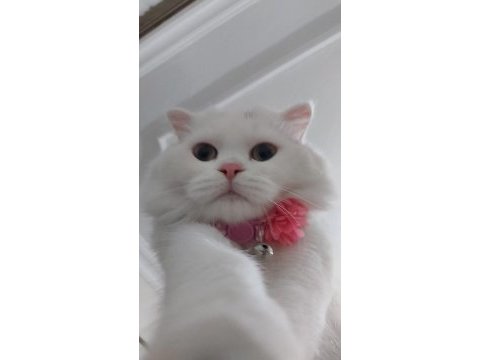 Scottish fold 1 yaşında evcil aşılı hamile