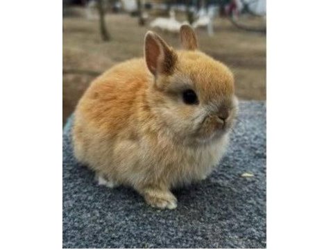 Hollanda cüce tavşanı erkek