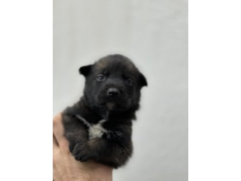 Kaliteli orjinal belçika kurdu isteyenler