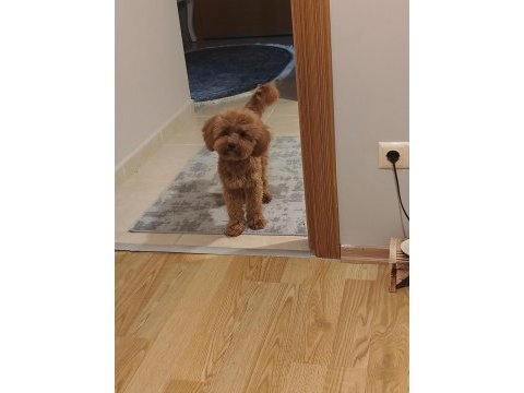 Toy poodle maltipoo kızıma yuva