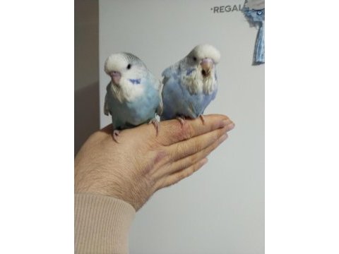 Çek ve jumbo muhabbet kuşu yavrular