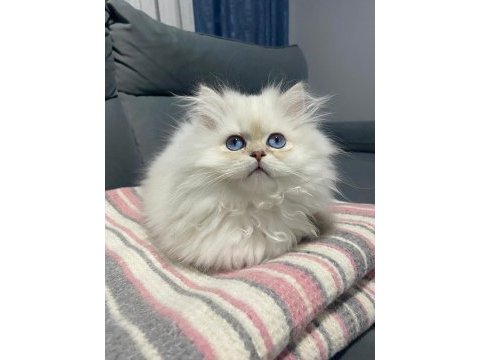 Şampiyon anne 3 aylık erkek full şecereli british longhair