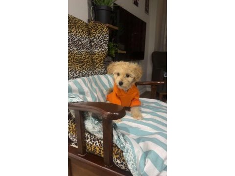 Dişi kızımız maltipoo