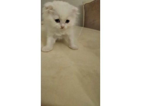 37 mart doğumlu scottish fold