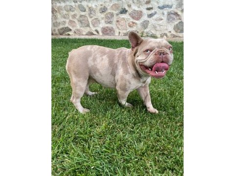 Yetişkin kaliteli french bulldog eğitimli