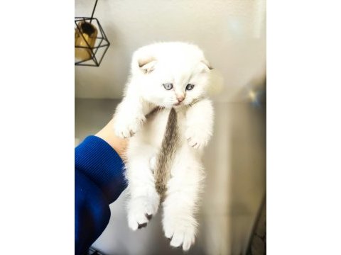 Scottish fold longhair kırık kulak
