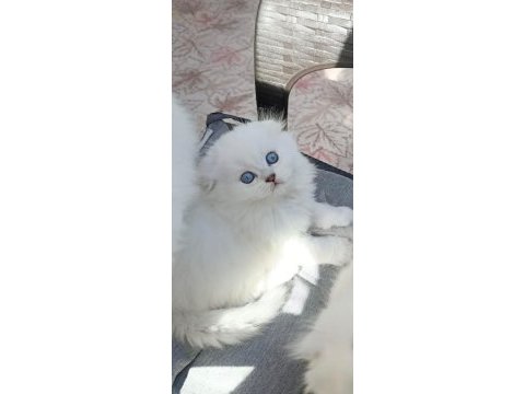 Sıfır kulak top kafa scottish fold bebekler