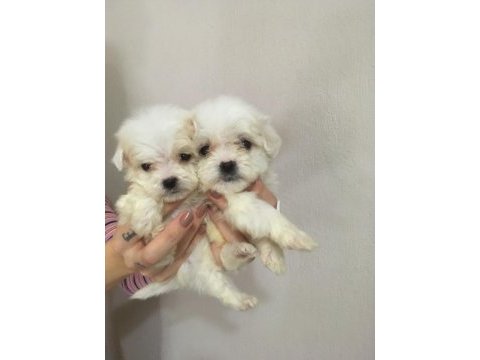 Teacup maltese dişi ve erkek
