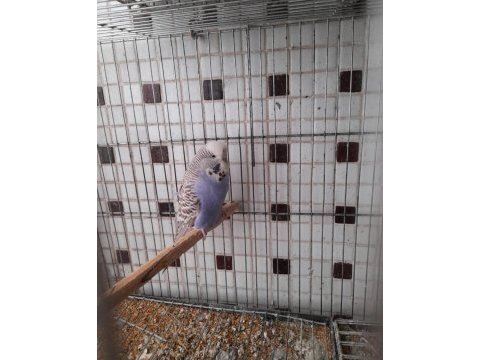 Damızlık rengarenk muhabbet kuşu dişiler