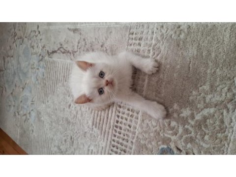 British shorthair kedimiz