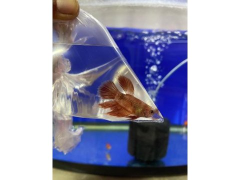 Beta balığı antalya adrese teslim baby fish aquarium