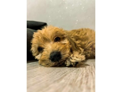 Maltipoo bebekler