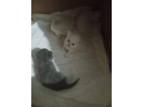 British shorthair bebeklerimiz yeni yuvasını arıyor