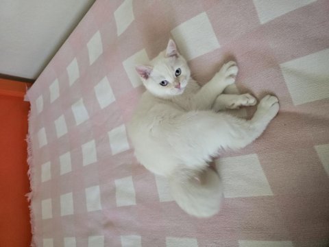 Oyuncu, çok sevimli kedimiz