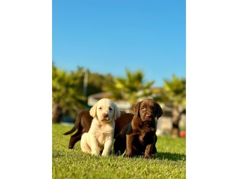 Efsane güzel labrador retriever yavruları istanbul 