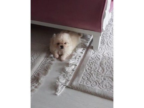 Pekinez yavruları