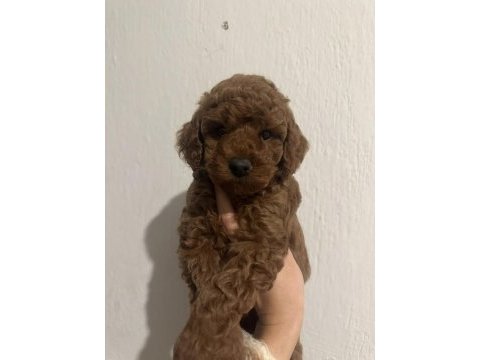Toy poodle red brown