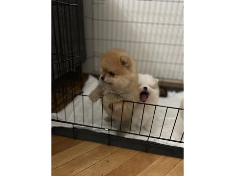 Anne altından orjinal şecereli pomeranian boo yavruları