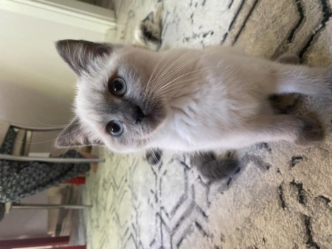 British blue point