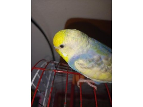 Rainbow muhabbet kuşu 4 aylık