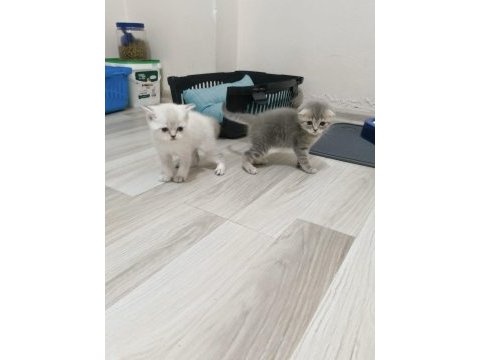 British shorthair bebekler yeni yuvalarını arıyorlar